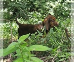 Small #8 Bloodhound