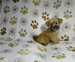 Small #2 Morkie