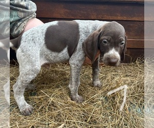 German Shorthaired Pointer Puppy for sale in BONIFAY, FL, USA