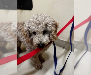 Poodle (Miniature) Dogs for adoption in Fremont, CA, USA