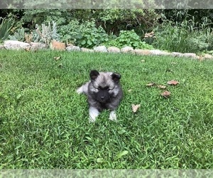 Keeshond Puppy for Sale in LOYSVILLE, Pennsylvania USA