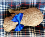 Small #1 Goldendoodle (Miniature)