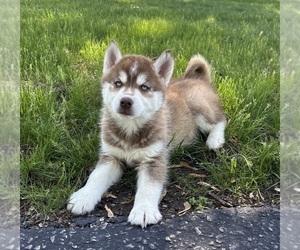 Siberian Husky Puppy for sale in FRANKLIN, IN, USA