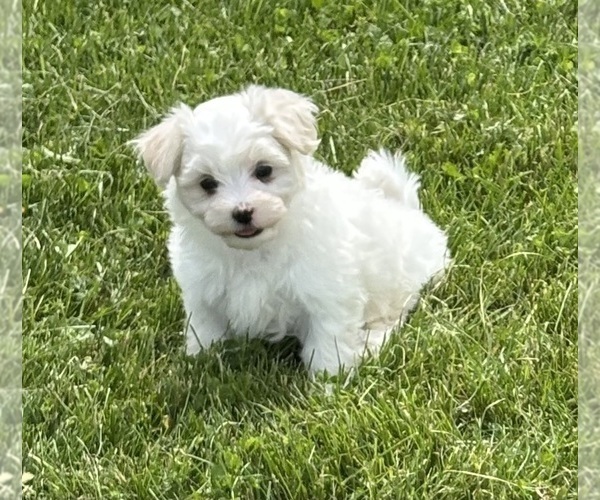 Medium Photo #9 Maltese Puppy For Sale in ROCK STREAM, NY, USA