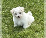Small #8 Maltese