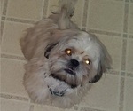 Small Photo #12 Shih Tzu Puppy For Sale in SAINT CHARLES, MO, USA