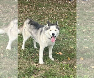 Siberian Husky Dogs for adoption in Osgood, IN, USA