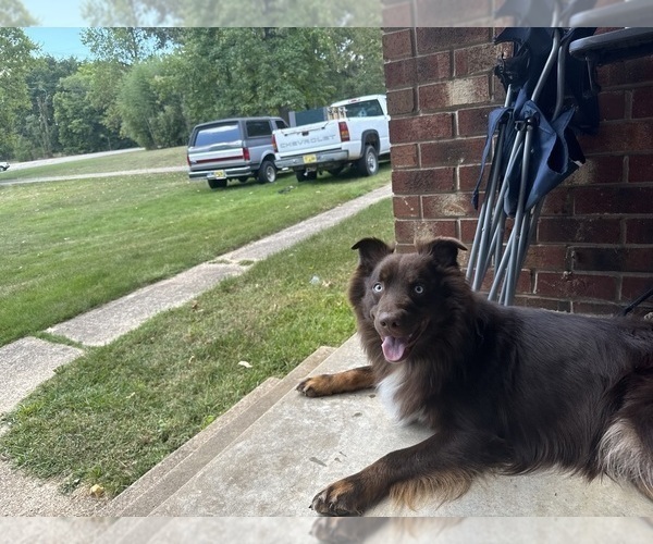Medium Photo #1 Australian Shepherd Puppy For Sale in WHITES CREEK, TN, USA
