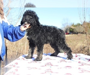Goldendoodle Puppy for sale in RIPLEY, TN, USA