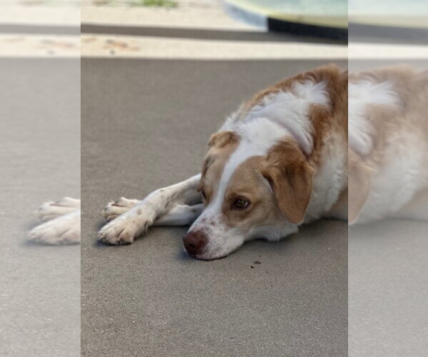 Medium Photo #4 Border Collie Puppy For Sale in Sandy, UT, USA
