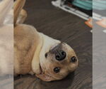 Small #4 Mutt