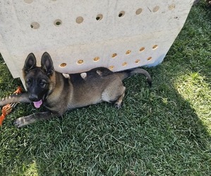German Shepherd Dog Puppy for sale in MODESTO, CA, USA