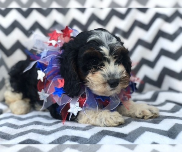Medium Photo #7 Cavapoo Puppy For Sale in EAST EARL, PA, USA
