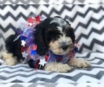 Small Photo #7 Cavapoo Puppy For Sale in EAST EARL, PA, USA