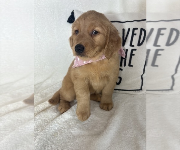 Medium Photo #3 Golden Retriever Puppy For Sale in GREENFIELD, IN, USA