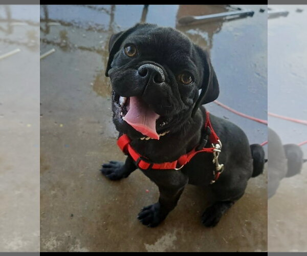 Medium Photo #1 Pug-Unknown Mix Puppy For Sale in Grafton, WI, USA