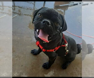Pug-Unknown Mix Dogs for adoption in Grafton, WI, USA
