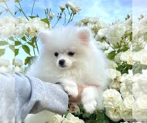 Miniature Spitz Dog for Adoption in SACRAMENTO, California USA