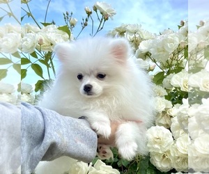 Medium Miniature Spitz