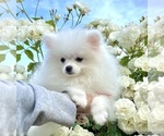 Small Miniature Spitz