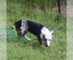 Small Photo #4 Mutt Puppy For Sale in garner, NC, USA