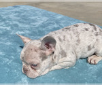 Small Photo #20 French Bulldog Puppy For Sale in CHARLOTTE, NC, USA