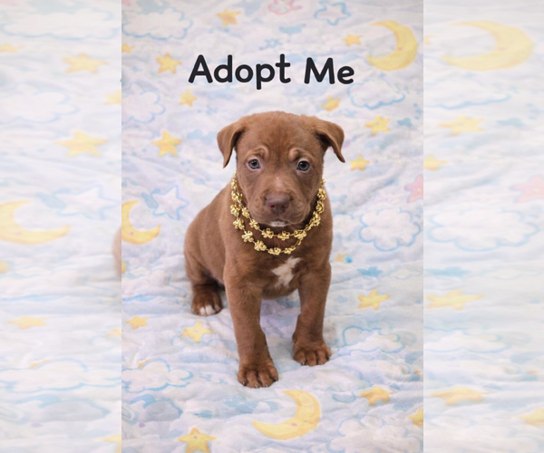 Medium Photo #6 Mutt Puppy For Sale in Euless, TX, USA