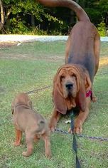 Father of the Bloodhound puppies born on 08/12/2017