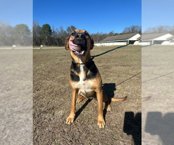 Medium Photo #3 Mutt Puppy For Sale in Rockaway, NJ, USA