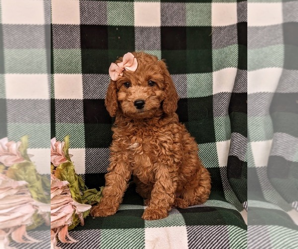 Medium Photo #2 Miniature Labradoodle Puppy For Sale in NOTTINGHAM, PA, USA