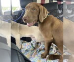 Small #2 Chocolate Labrador retriever Mix