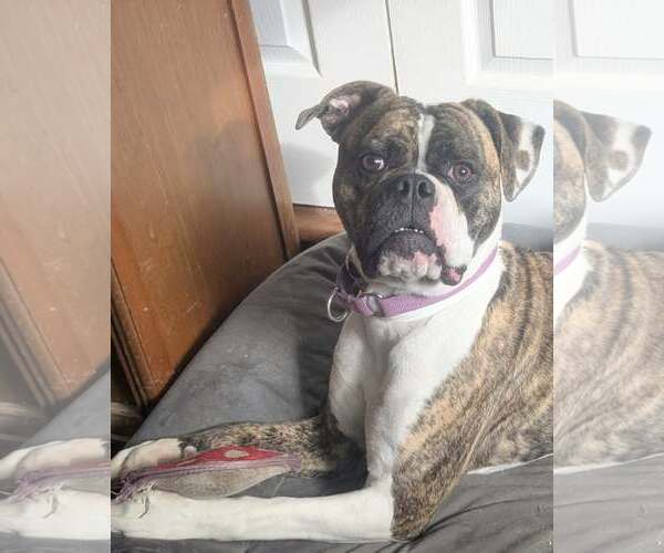 Medium Photo #1 Boxer Puppy For Sale in Dumont, NJ, USA