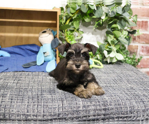 Schnauzer (Miniature) Puppy for sale in SYRACUSE, IN, USA