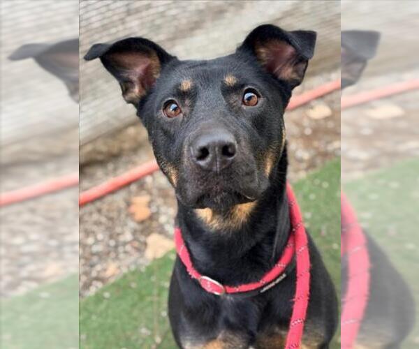 Medium Photo #2 Rottweiler-Unknown Mix Puppy For Sale in Woodland, CA, USA