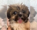 Small #4 Shih Tzu