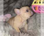 Small Photo #4 French Bulldog Puppy For Sale in BOSTON, KY, USA