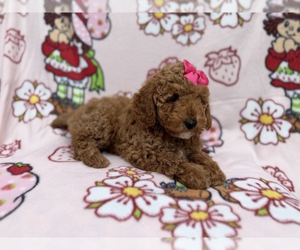 Medium Photo #5 Cock-A-Poo Puppy For Sale in LAKELAND, FL, USA