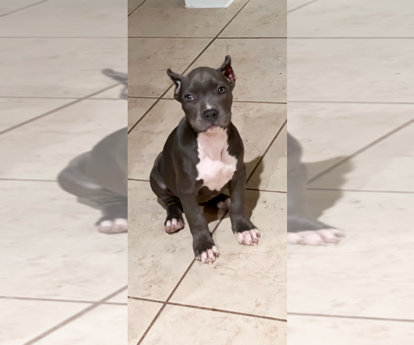 Medium Photo #2 American Bully Puppy For Sale in MANOR, TX, USA