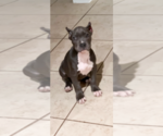 Small Photo #2 American Bully Puppy For Sale in MANOR, TX, USA
