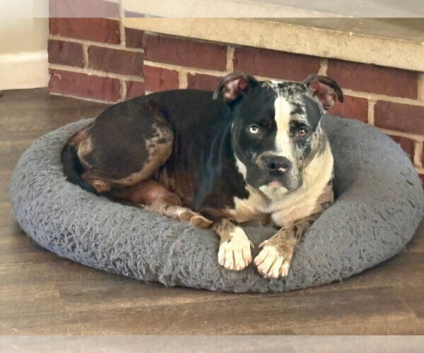 Medium Photo #3 Bulldog-Unknown Mix Puppy For Sale in Germantown, OH, USA