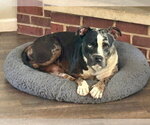 Small #2 Bulldog Mix