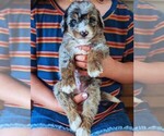 Small #2 Bernedoodle (Miniature)
