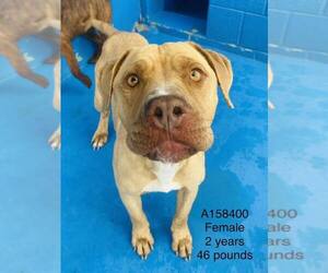 American Pit Bull Terrier-Unknown Mix Dogs for adoption in Calgary, Alberta, Canada
