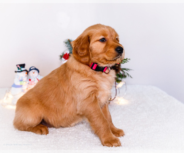 Medium Photo #6 Golden Retriever Puppy For Sale in WAKARUSA, IN, USA