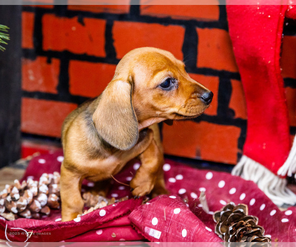 Medium Photo #24 Dachshund Puppy For Sale in WAKARUSA, IN, USA