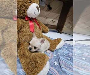 French Bulldog Puppy for sale in MILLERSBURG, OH, USA