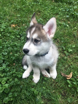 Medium Photo #4 Siberian Husky Puppy For Sale in CHICAGO, IL, USA