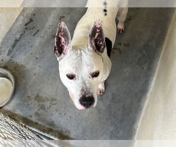 Medium Photo #1 American Staffordshire Terrier Puppy For Sale in Ocala, FL, USA