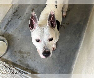 American Staffordshire Terrier Dogs for adoption in Ocala, FL, USA