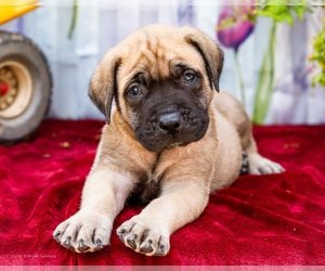 Medium Mastiff